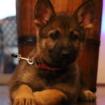 Arizona German Shepherd