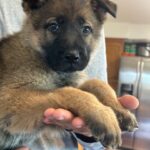 A puppy is sitting in someone 's hands.