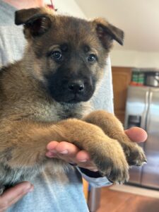 A puppy is sitting in someone 's hands.