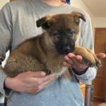 A person holding a puppy in their arms.
