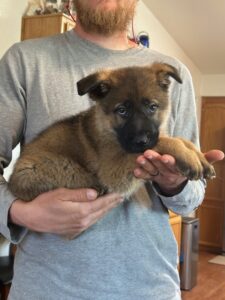 A person holding a puppy in their arms.