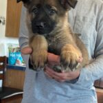 A person holding a puppy in their arms.