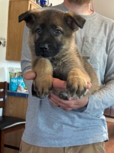 A person holding a puppy in their arms.