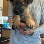 A person holding a puppy in their arms.