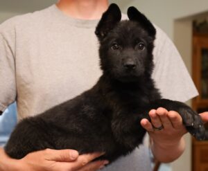 A person holding a black puppy in his arms.