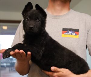 A man holding a black dog in his arms.