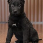 A black puppy sitting on the floor looking at the camera.