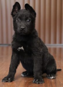 A black puppy sitting on the floor looking at the camera.