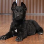 A black puppy is sitting on the floor