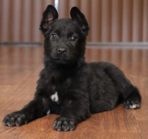 A black puppy is sitting on the floor