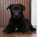 A black puppy sitting on the floor looking at something.