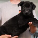 A man holding a black puppy in his arms.