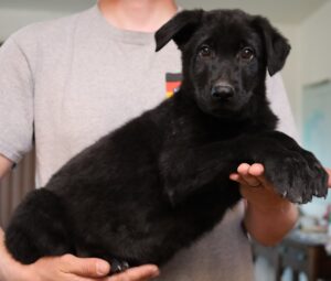 A man holding a black puppy in his arms.