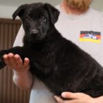 A man holding a black puppy in his arms.
