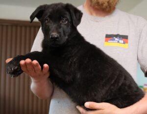 A man holding a black puppy in his arms.