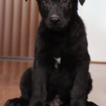 A black dog sitting on top of a wooden floor.