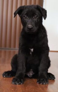 A black dog sitting on top of a wooden floor.