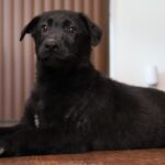 A black dog laying on the floor looking at something.