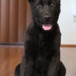 A black dog sitting on the floor with its tongue hanging out.