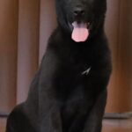 A black dog sitting on the ground with its tongue hanging out.