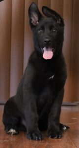A black dog sitting on the ground with its tongue hanging out.