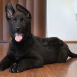 A black dog laying on the floor with its tongue hanging out.