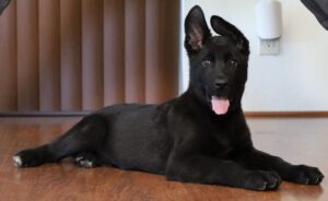 A black dog laying on the floor with its tongue hanging out.