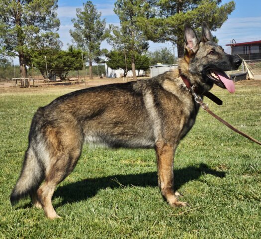 A german shepherd dog with its tongue hanging out.