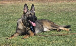 A german shepherd laying in the grass with its tongue hanging out.