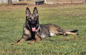 A german shepherd laying in the grass with its tongue hanging out.