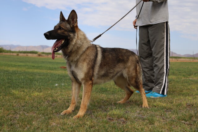 A german shepherd on a leash in the grass.