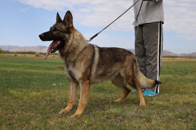 A german shepherd standing on top of grass.