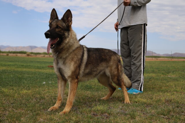 A man is walking his dog on a leash.
