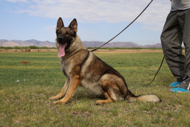 A german shepherd sitting in the grass with its mouth open.