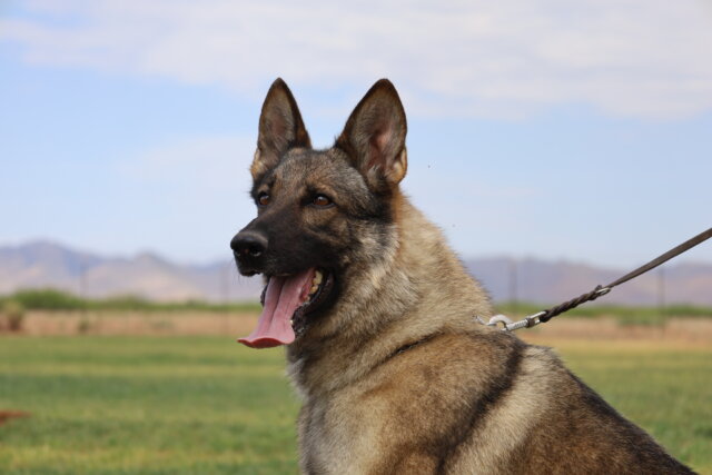 Best Sable German Shepherd working line breeding female puppies available in Arizona
