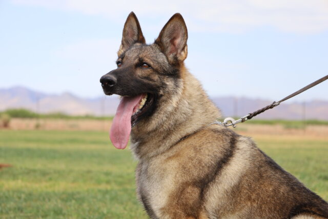 Finding German Shepherd sable female puppies working lines from Germany