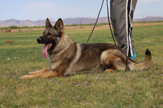 German Shepherd working dog in training down