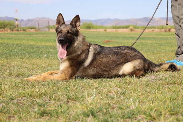 Sable German Shepherd breeding female working line puppies available in Arizona