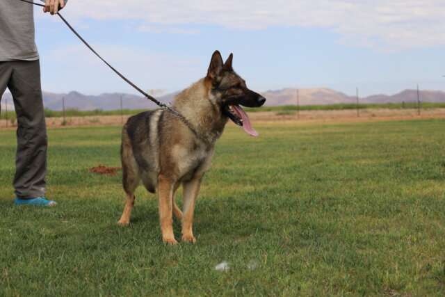 German Shepherd sable female posing standing image