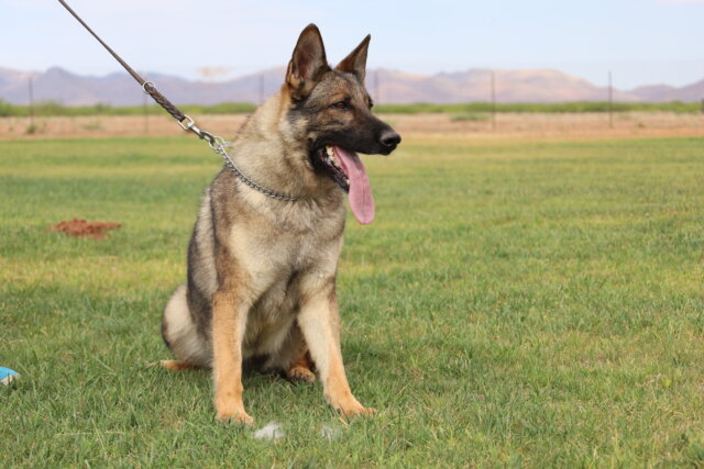 Sable German Shepherds from German working lines