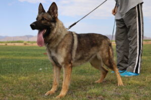 A german shepherd standing on the grass with its tongue hanging out.