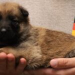 A person holding a puppy in their hands.