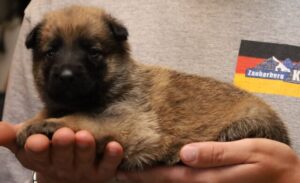 A person holding a puppy in their hands.