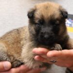 A person holding a puppy in their hands.