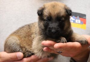 A person holding a puppy in their hands.