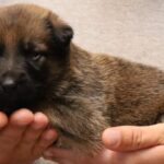 A person holding a puppy in their hands.