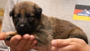 A person holding a puppy in their hands.