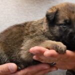 A person holding a puppy in their hands.