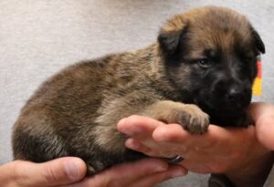 A person holding a puppy in their hands.
