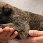 A person holding onto the paw of a cat